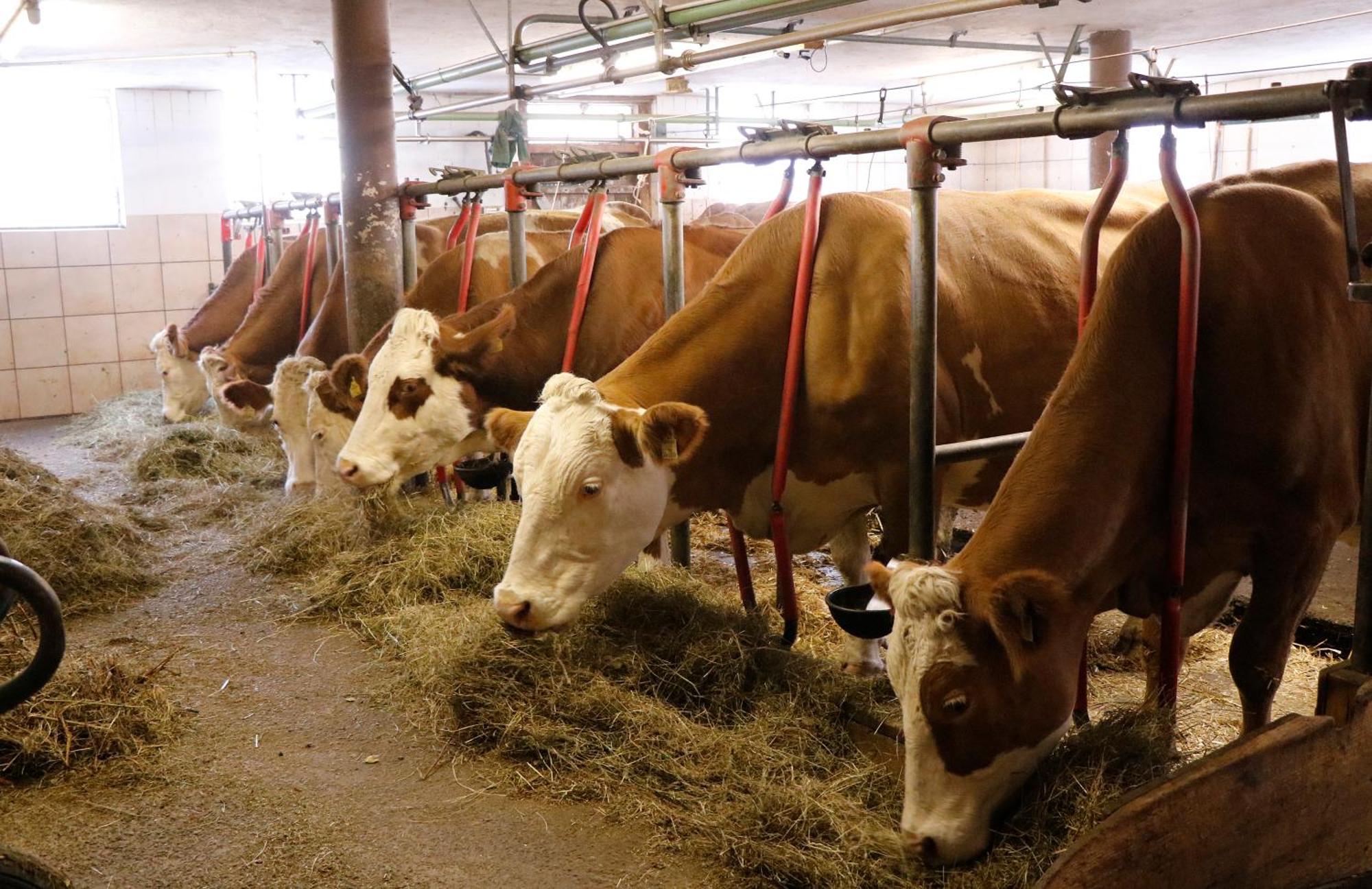 Hefenscherbauer Annaberg im Lammertal Exteriör bild