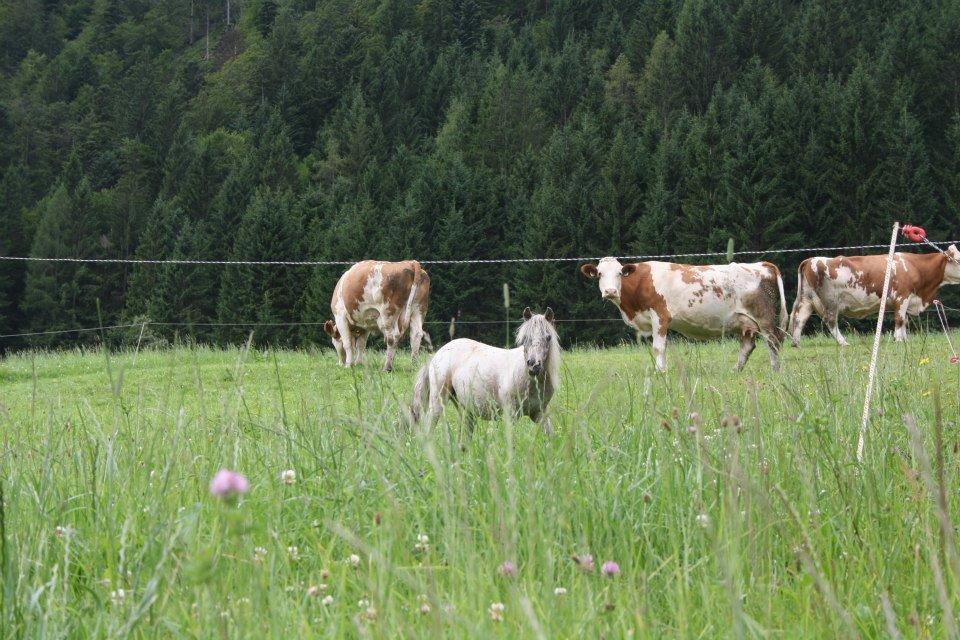 Hefenscherbauer Annaberg im Lammertal Exteriör bild